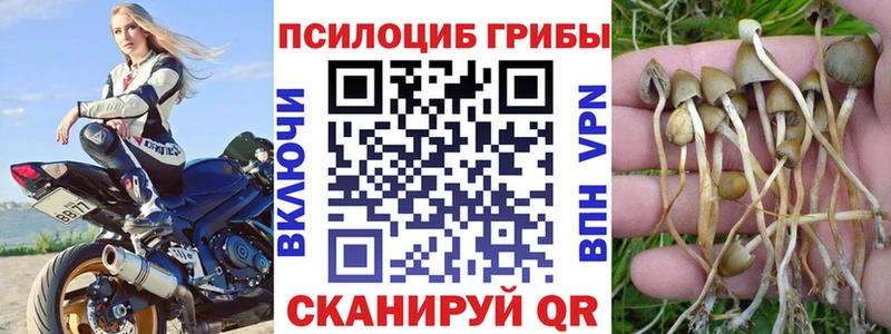 Псилоцибиновые грибы Cubensis  где купить   нарко площадка телеграм  Киржач 